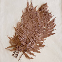 Preserved Fern Tall Leaf Bunch: White