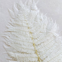 Preserved Fern Tall Leaf Bunch: White